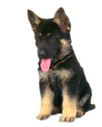 German Shepherd