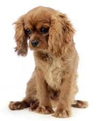 Cavalier King Charles Spanie