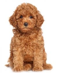 Cavapoo